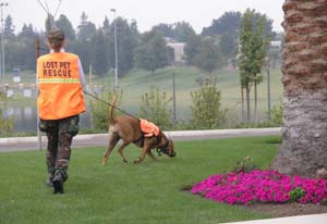 lost pet detection dog